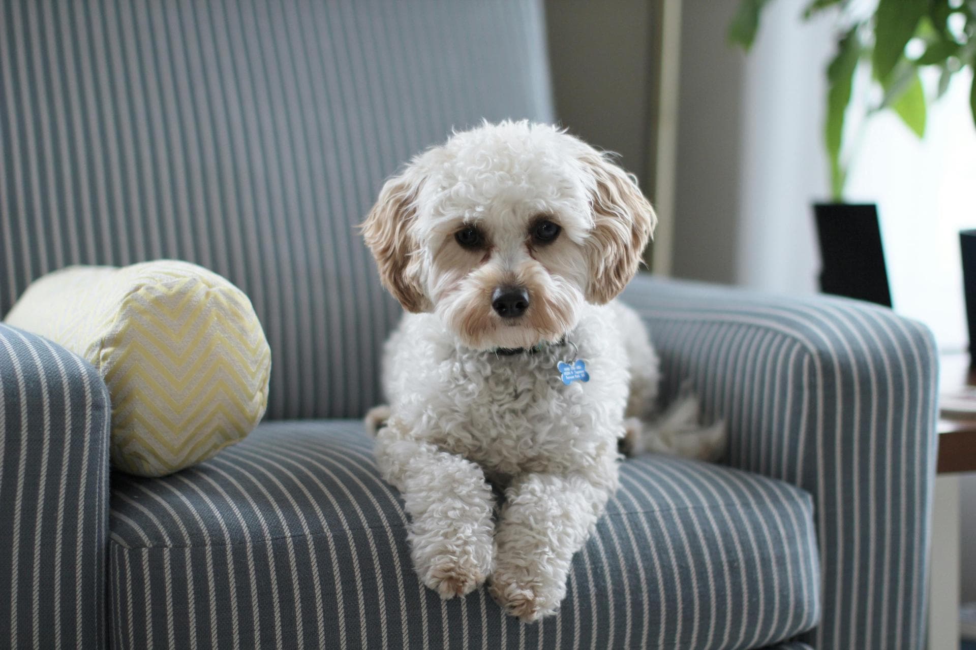 Dog Puppy Vaccinations Kennel Cough Prices in Hackney