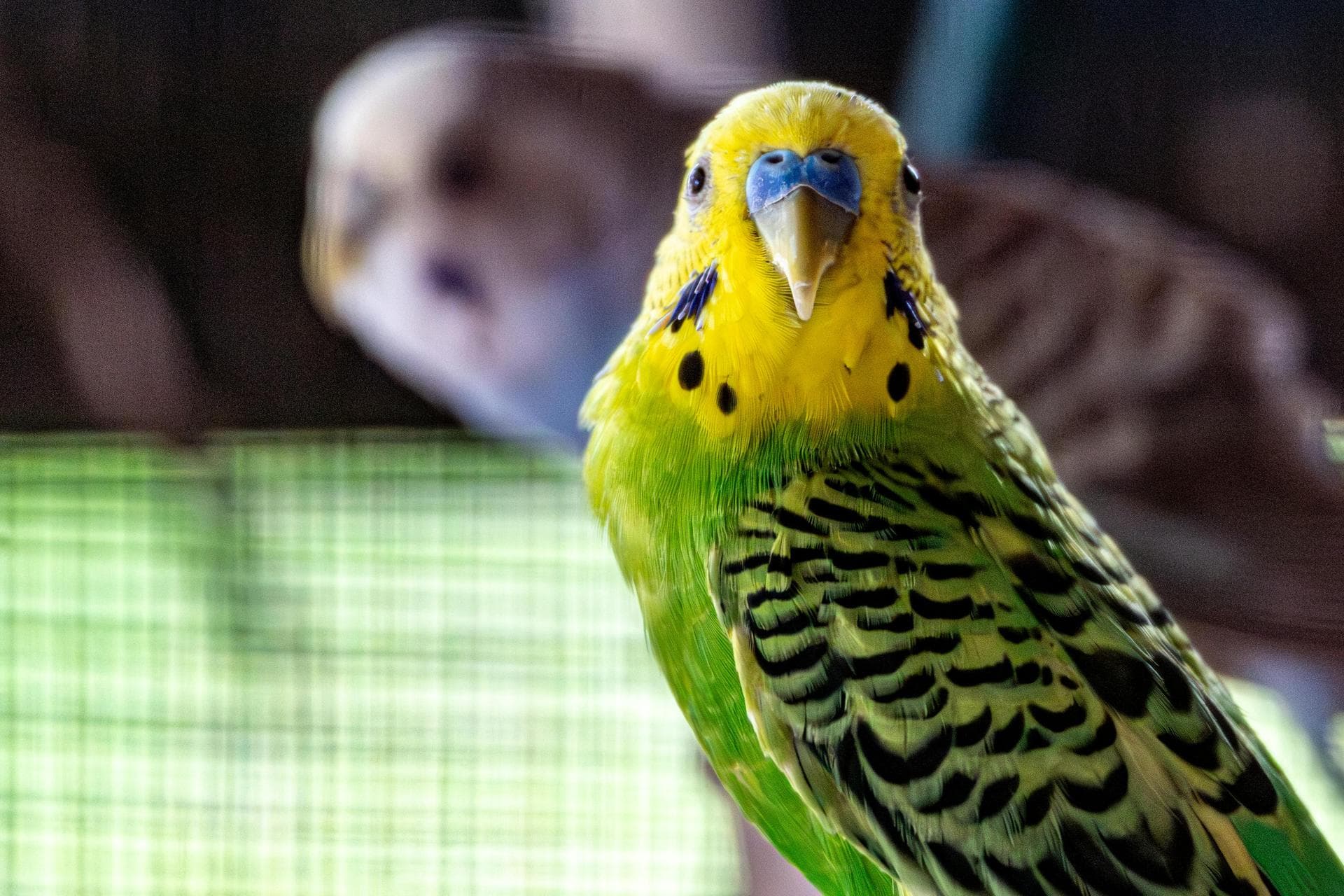 Best Vets in Hackney