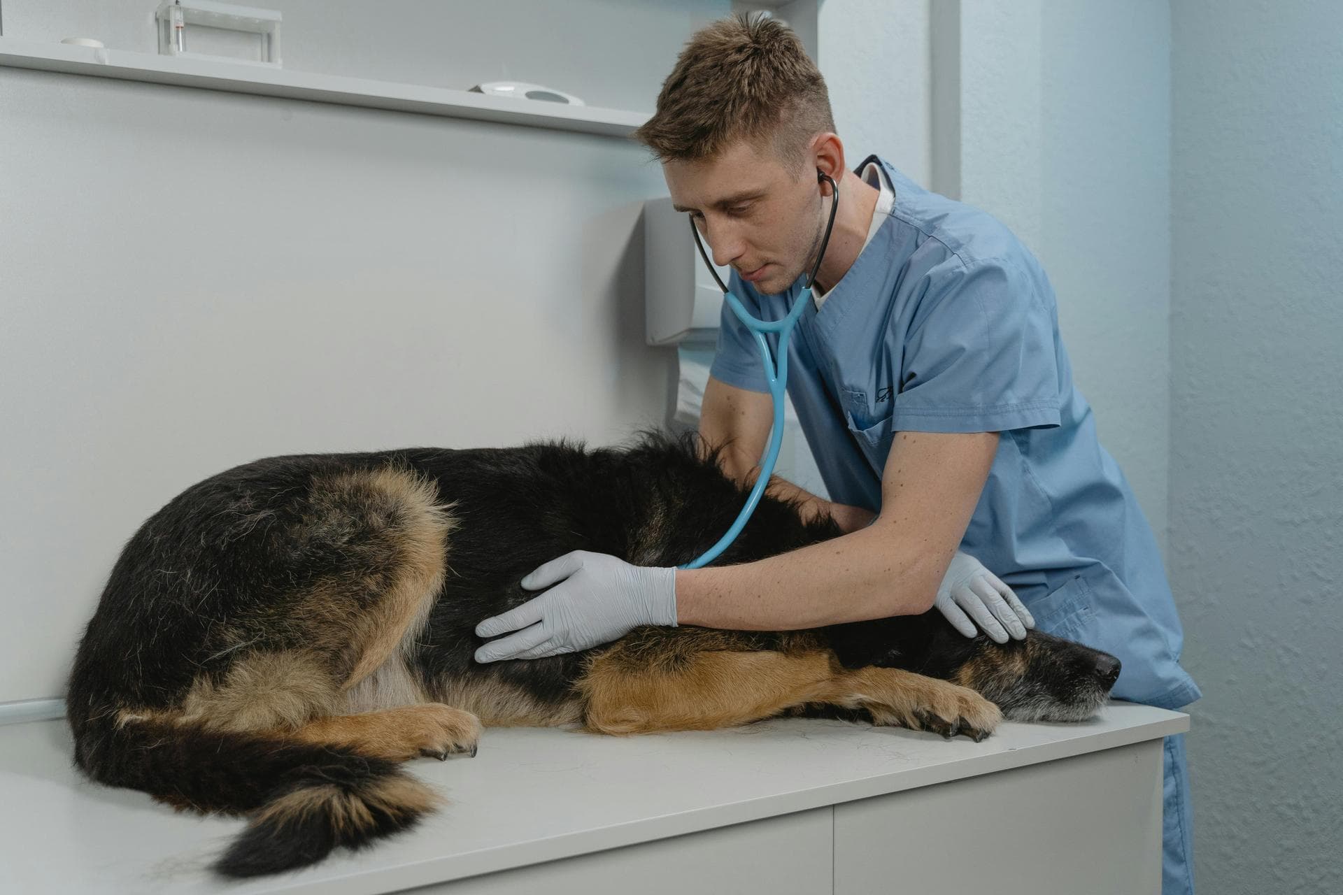 Specialist Vets in Hackney