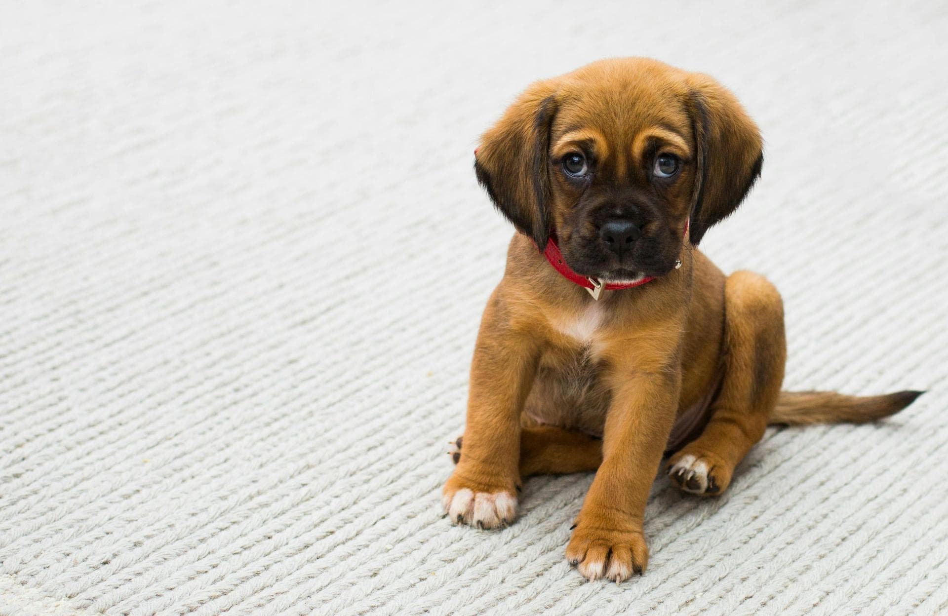 Vet consultation (dog) Prices in Hackney