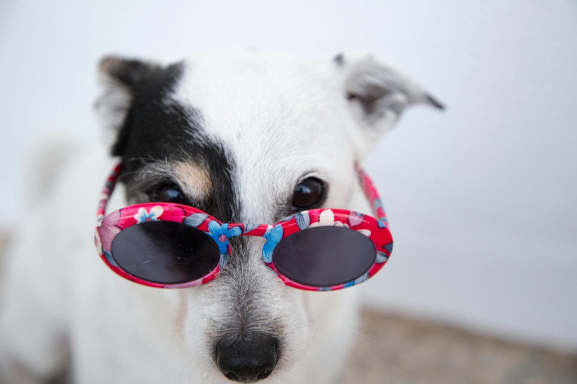 Dog Neutering Prices in Hackney