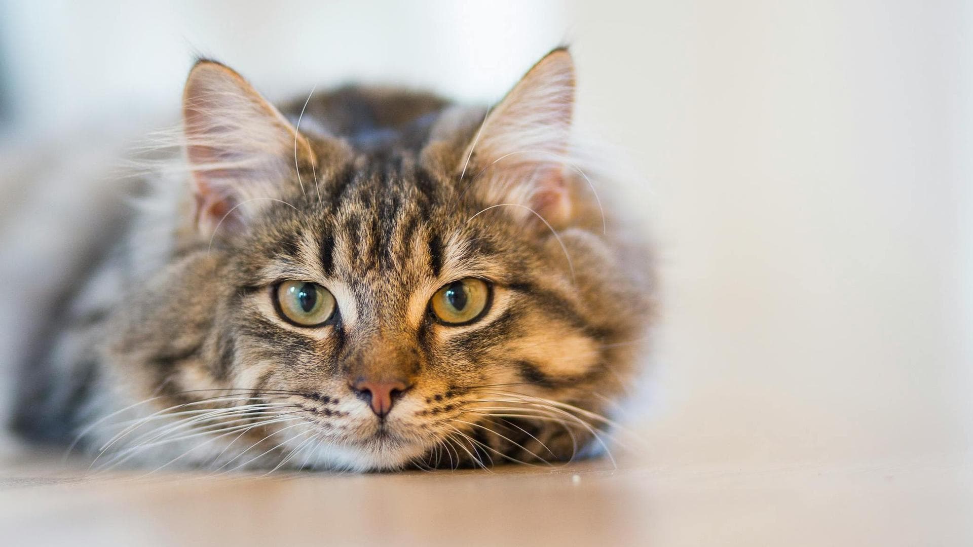 Vet Consultation Prices in Hackney